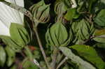 Swamp rosemallow